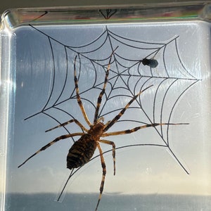 Real Wasp Spider on Web w/ Fly in Clear Lucite Resin 75mm Preserved Arachnoids Argiope Bruennichi  for Biology Science Display Collection