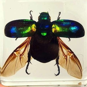 Real Green Chafer Beetle w/ Open Wings in Clear Lucite Resin 38mm Preserved Display Collection for Biology Science Education Paperweight