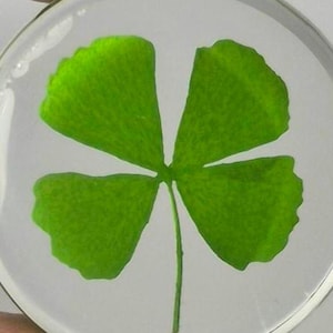 Puede incluir: Un cabujón circular de resina transparente que contiene un trébol de cuatro hojas de color verde vibrante. El trébol está centrado dentro del disco liso y pulido, mostrando sus cuatro folíolos distintivos en forma de corazón.