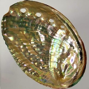 May include: An iridescent abalone shell encased in a clear, square resin block. The shell displays a range of colors, including green, gold, and hints of blue, with a textured surface and several small holes. The shell is a natural decorative item.