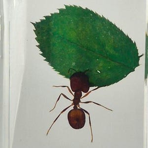 May include: A clear resin block encases a detailed image of a red ant carrying a green leaf. The ant is centered, with the leaf above it, creating a unique, nature-inspired design. The resin block is rectangular.