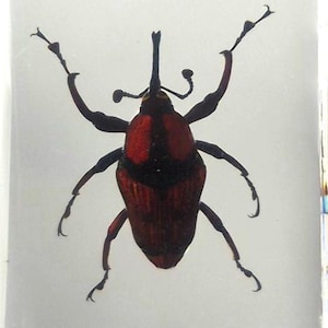 Real Bamboo Weevil Long Horned Beetle in Clear Lucite Resin 44mm Preserved Display Collection Biology Science Education Small Paperweight