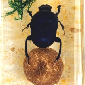 Dung Beetle Specimens - Etsy