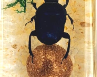 Real Dung Beetle w/ Ball in Clear Lucite Resin Diorama 44mm Preserved Insect Taxidermy Display Collection for Biology Science Education