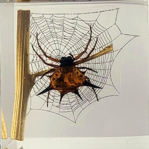 May include: A clear resin block encases a detailed illustration of a spiny orb-weaver spider and its web. The spider is orange and black, with long, pointed spines. A gold-colored stem is also embedded in the resin, adding a decorative element.