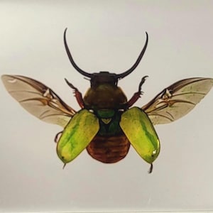 Real Horned Scarab Beetle w/ Open Wings in Clear Lucite Resin 86mm Preserved Kibakoganea Tamdaoensis Insect Paperweight Collection Crafts