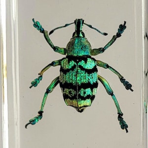 May include: A vibrant, iridescent green and black beetle encased in a clear, rectangular resin block. The beetle's intricate details are visible, with a segmented body and delicate legs. The resin block is held by a finger.