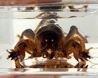 May include: A brown and black spider preserved in a clear acrylic cube. The spider is facing the camera with its legs spread out.