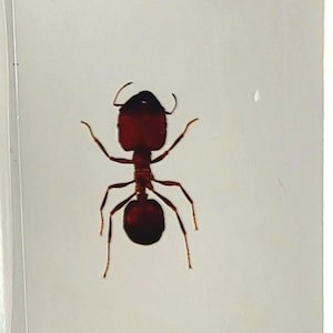 May include: A red ant preserved in a clear acrylic block. The ant is positioned on its back with its legs extended.