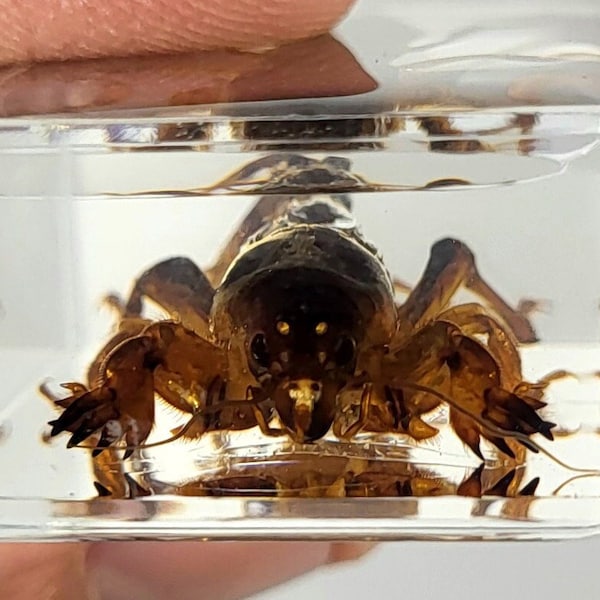 Real Mole Cricket in Clear Lucite Acrylic Resin 44mm Preserved Taxidermy Insect Display Collection for Biology Science Education Decor Block