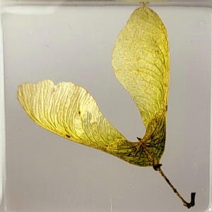 May include: A single, dried maple seed, preserved in clear resin. The seed is yellow and green, with a long, thin stem.