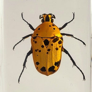 Real Madagascar Flower Beetle in Clear Lucite Resin 60mm Preserved Euchroea Auripimenta Golden Scarab Insect Collection Biology Education