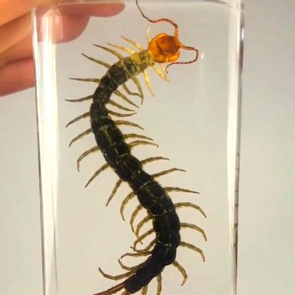 Real Black Centipede in Clear Lucite Resin 73mm Preserved Insect Taxidermy Display Collection Biology Science Education Décor Paperweight