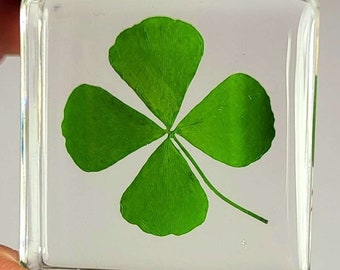 Real Four Leaf Clover Shamrock in Crystal Clear Lucite Resin 38x38mm St. Patrick's Day "Lucky Leaf" Gift Botany Science Education Specimen