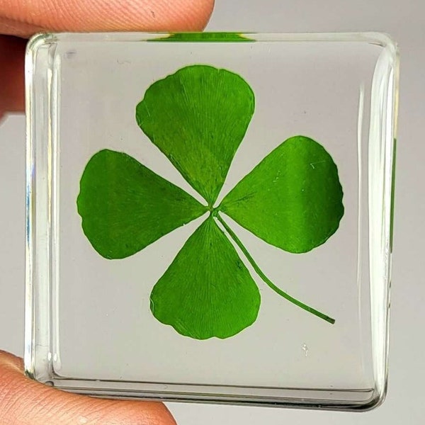 Real Four Leaf Clover Shamrock in Crystal Clear Lucite Resin 38x38mm St. Patrick's Day "Lucky Leaf" Gift Botany Science Education Specimen