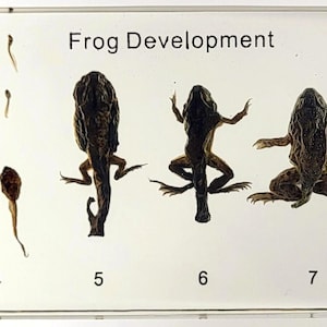 May include: A close-up of a frog development chart showing the stages of a frog's life cycle from eggs to tadpoles to adult frogs. The chart is labeled with numbers 1 through 8, with each number representing a different stage of development.