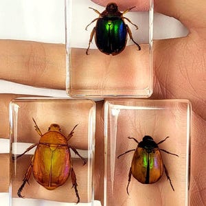 6-Piece Resin Insect Specimen Collection - Educational Bug Paperweights For Desk Decor & Science Learning