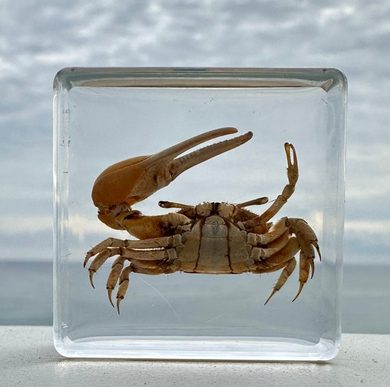 Real Golden Fiddler Crab in Clear Lucite Resin 38mm Preserved