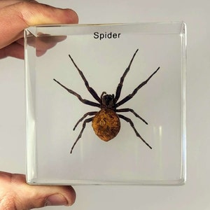 May include: A preserved spider in a clear, rectangular block. The spider is dark brown with long legs and a bulbous abdomen. The text "Spider" is printed in black at the top of the block. The block is held by a hand.