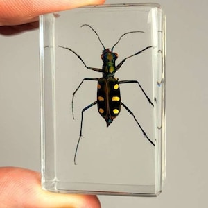 Real Indonesian Tiger Beetle in Clear Lucite Resin 44x28mm Preserved Display Collection for Biology Science Education Small Paperweight