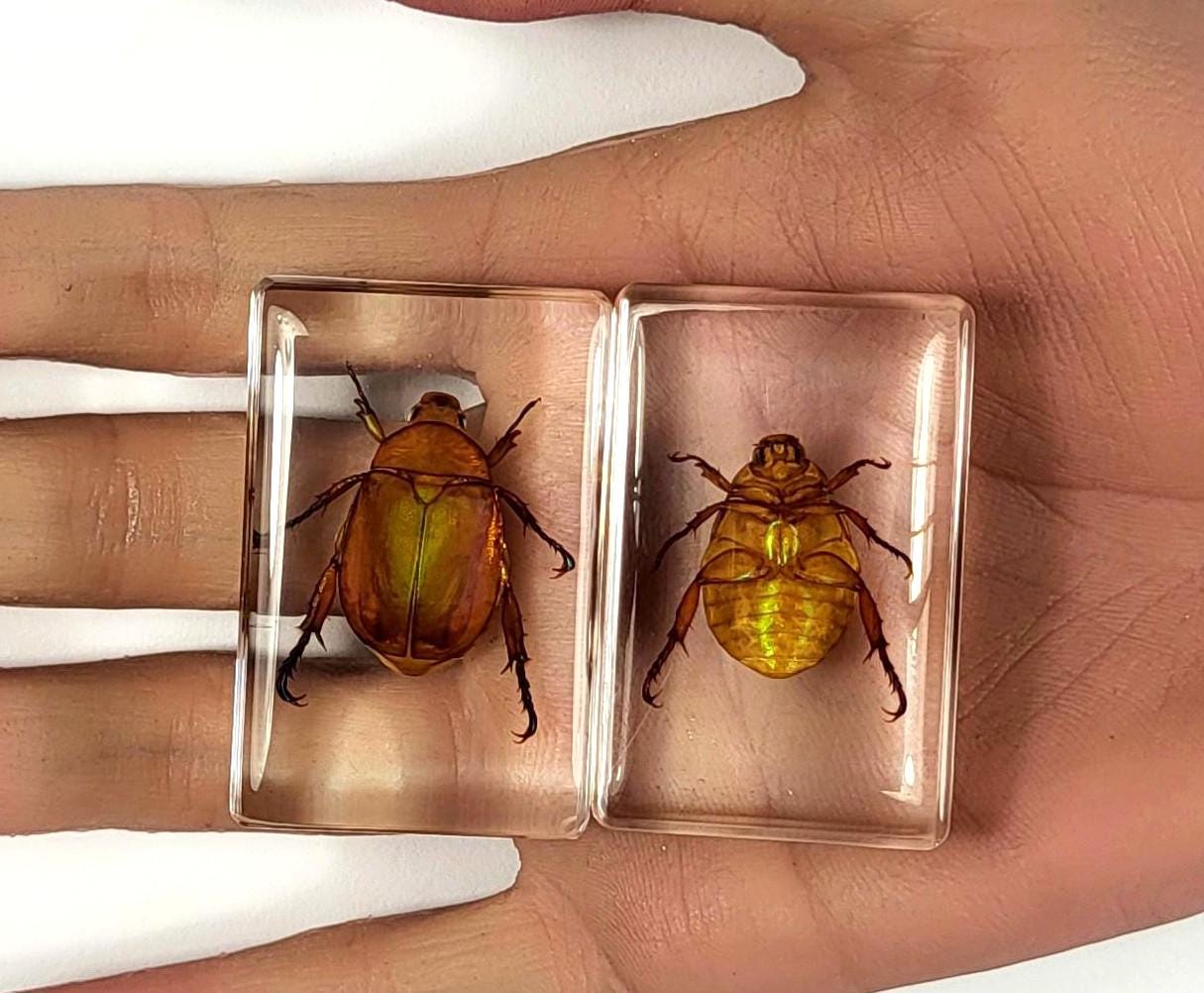 Real Christmas Beetle in Clear Lucite Resin 44mm Preserved Insect