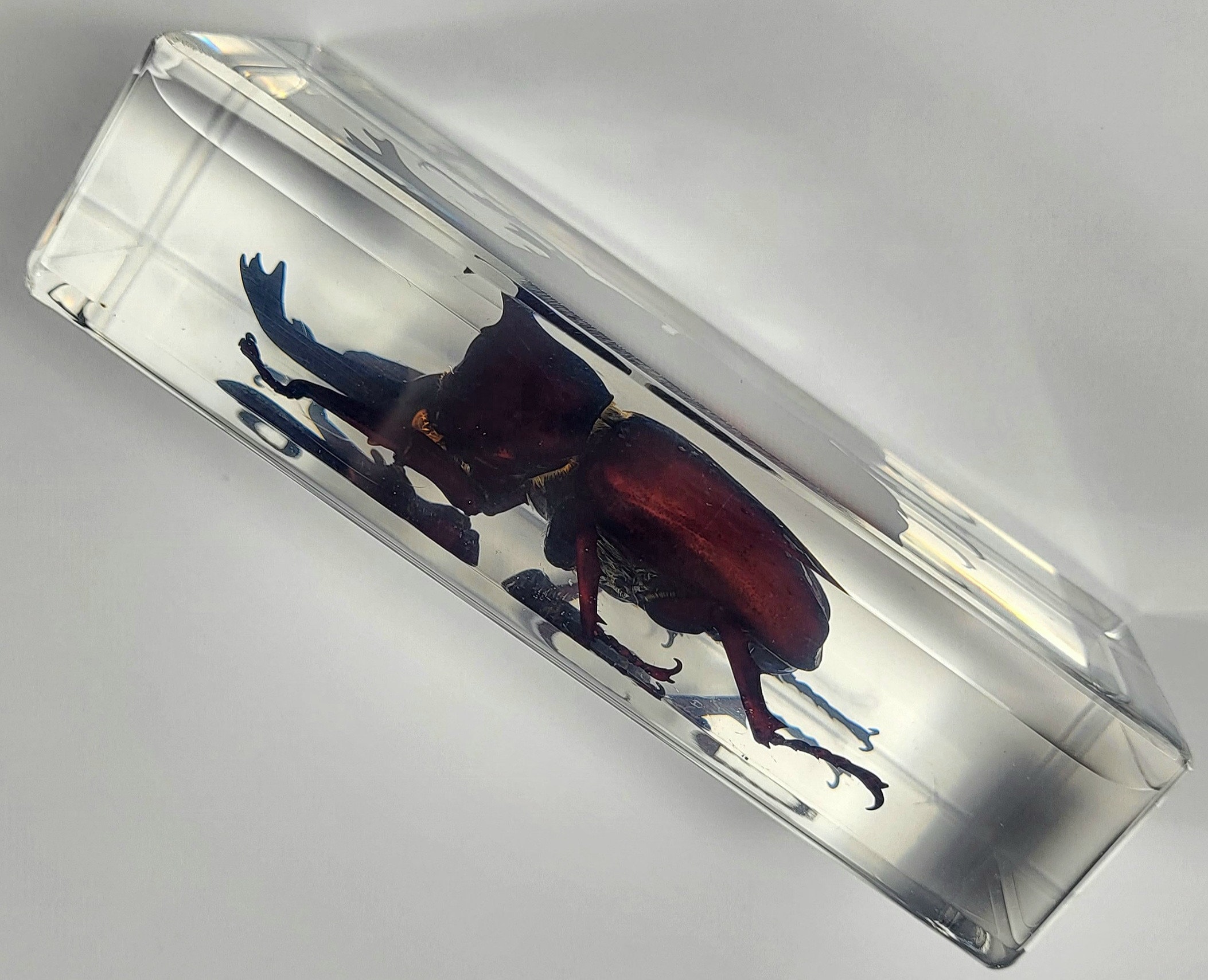 標本 Odontolabis nobuhikoi rare 24mm Odontolabis nobuhikoi rare
