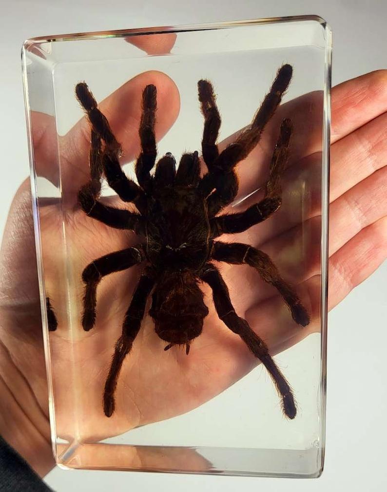 Rectangle Spider Huge Real Tarantula Spider in Clear Lucite Resin 134mm Halloween ...
