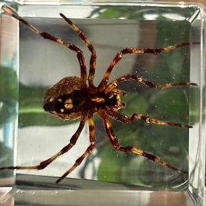 Rectangle Spider Real Wolf Spider in Clear Lucite Resin Small 38mm Preserved Taxidermy ...