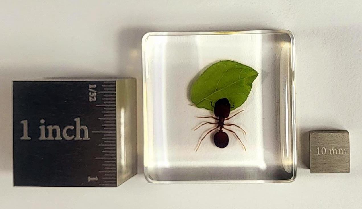 Real Giant Ant W/ Green Leaf in Clear Lucite Resin 38mm Diorama ...
