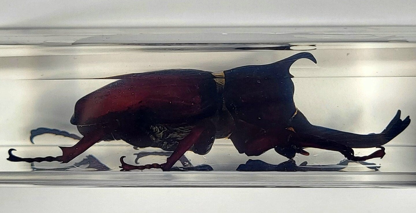 マレーシア産 5ホーンリノセロスビートル 標本 マレーシア産 5ホーンリノセロスビートル 標本 マレーシア産 5ホーン