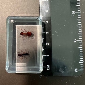 Ant Walk In In Ruler Real Weaver Ant & Red Giant Ant Pair in Clear Lucite Resin 44mm ...