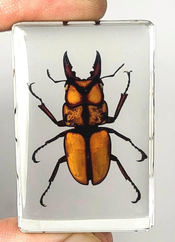 Real Stag Beetle Neolucanus Swinhoei In Clear Lucite 72mm Preserved Paperweight Taxidermy Crafts Collection Science Education Display - Australia - View #5
