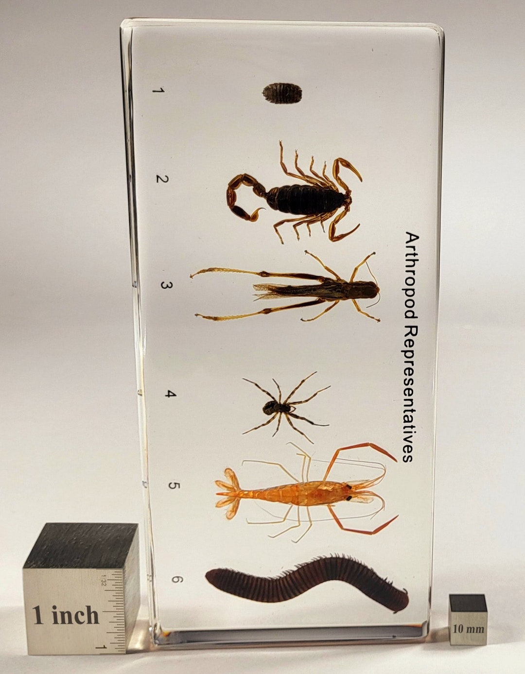 6pcs Real Arthropods in 160mm Crystal Clear Lucite Resin Collection ...