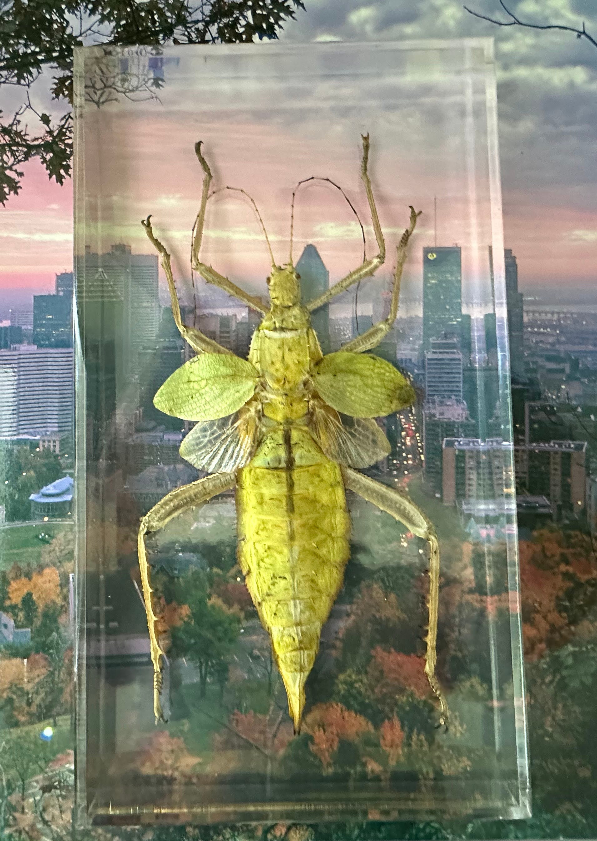 Real Giant Jungle Nymph Heteropteryx Dilatata in Clear Lucite