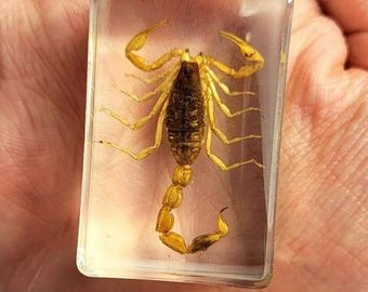 Golden Scorpion - Specimen In Resin Golden Scorpion - Specimen In Resin