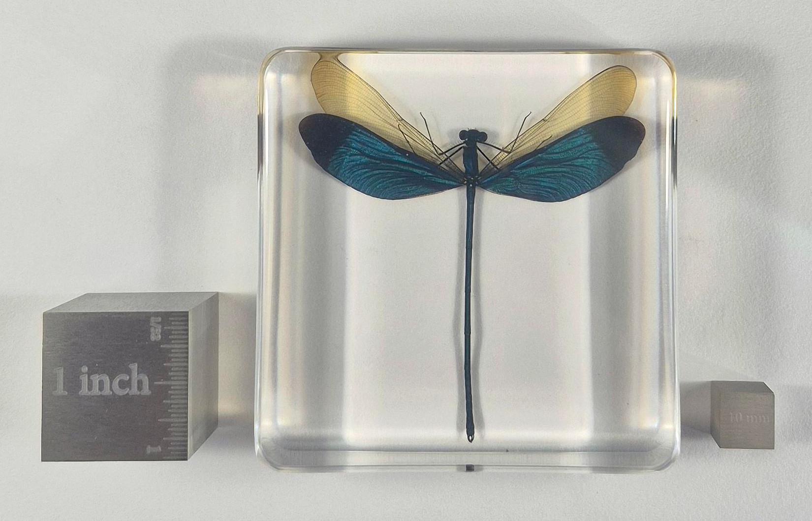 Real Blue Green Metalwing Damselfly Dragonfly Neurobasis Kaupi in