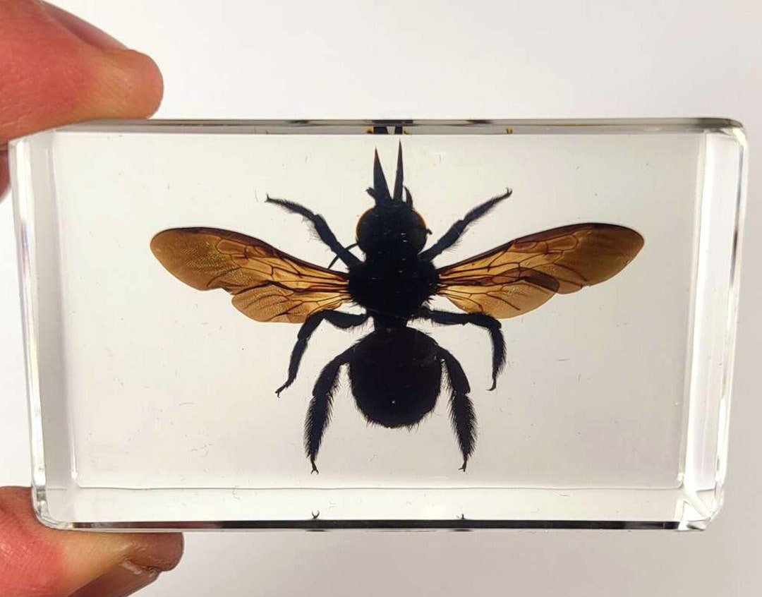 Real Carpenter Bamboo Bee W/ Open Wings in Clear Lucite Resin 59mm ...