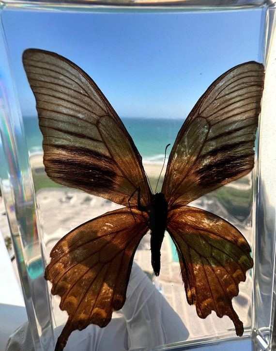 Large Real Black Swallowtail Butterfly in Lucite Resin 135mm