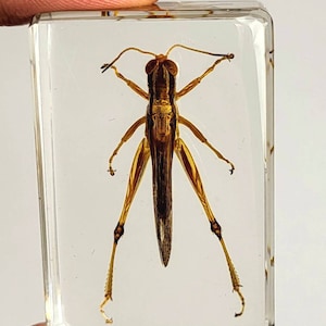 May include: A preserved grasshopper encased in clear resin. The grasshopper is brown and yellow with long legs and antennae.