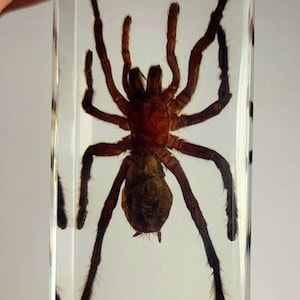 Peut inclure: Une araignée tarentule préservée enfermée dans de la résine transparente. L'araignée est brune et noire avec de longues pattes et un corps velu.