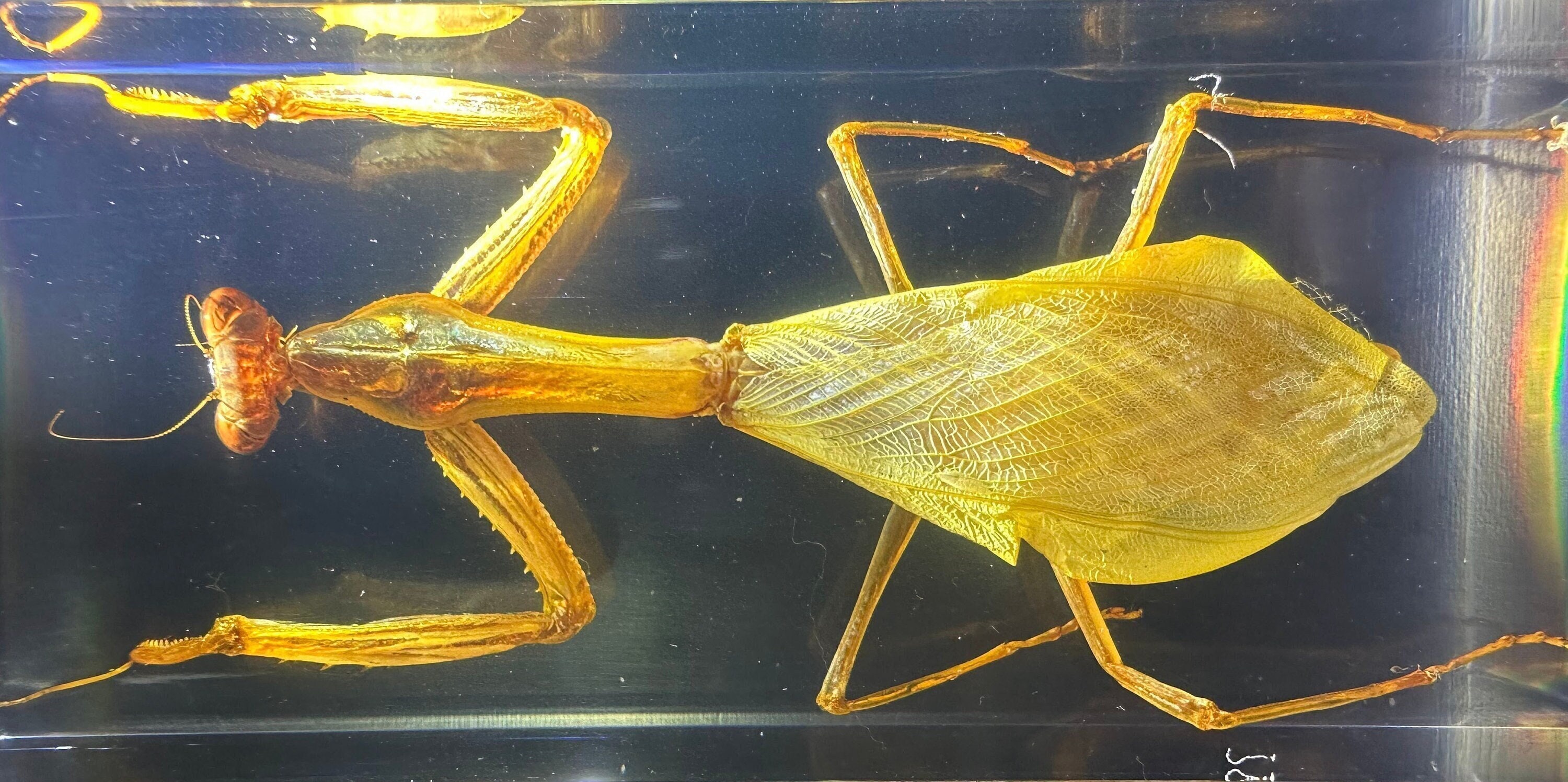 Real Praying Mantis in Clear Lucite Resin 110mm Preserved Insect