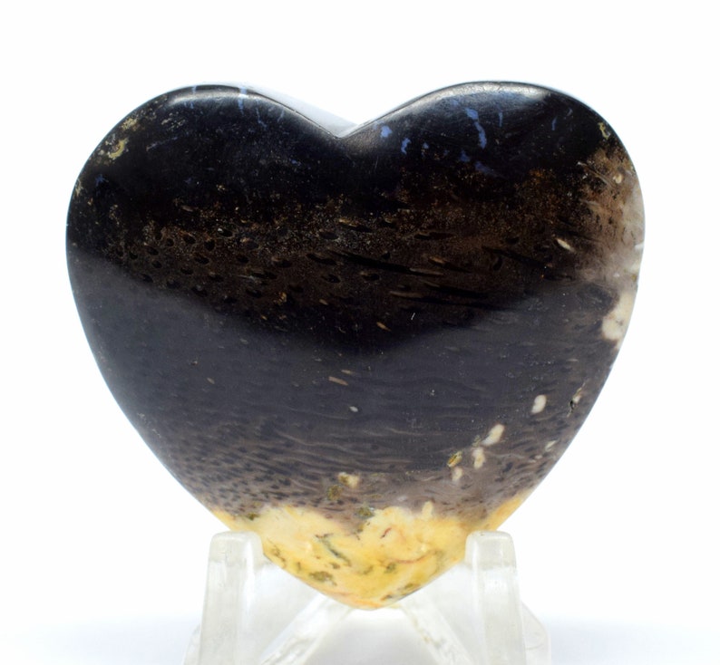 Lovely Palm Tree Petrified Wood Carved into Heart Polished 44mm 155ct Natural Fossilized Palmoxylon Agate Gemstone Crystal Mineral Specimen