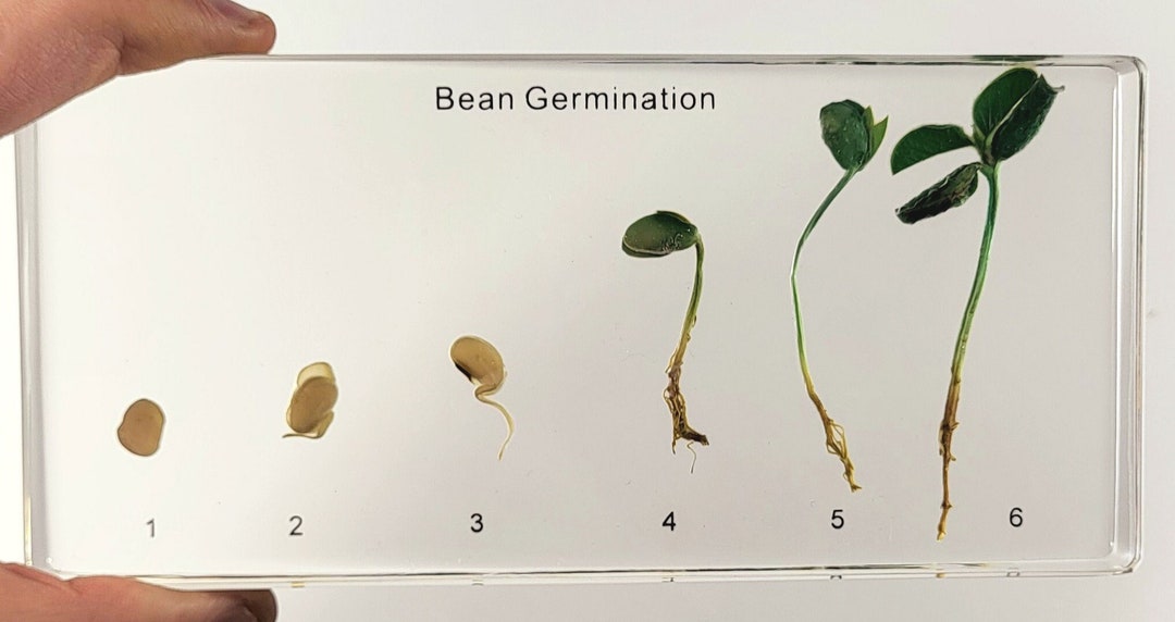 Soy Bean Germination in 160mm Crystal Clear Lucite Resin Paperweight ...