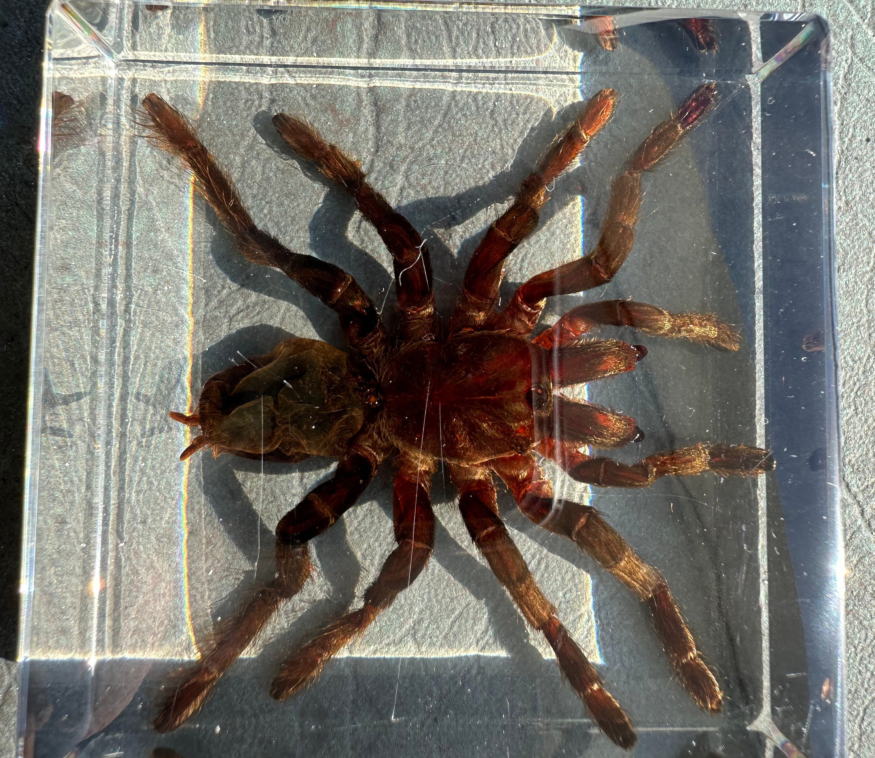 Tarantula Real Real Tarantula Selenocosmia Huwena Spider in Clear Lucite Resin Square ...