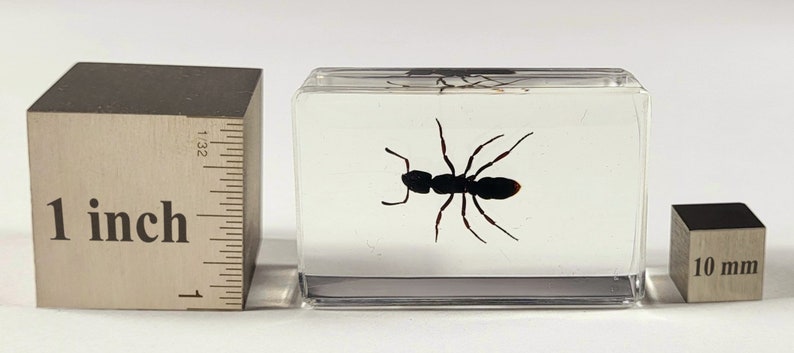 Real Tropical Giant Ant in Clear Lucite Resin 44mm Preserved Insect ...