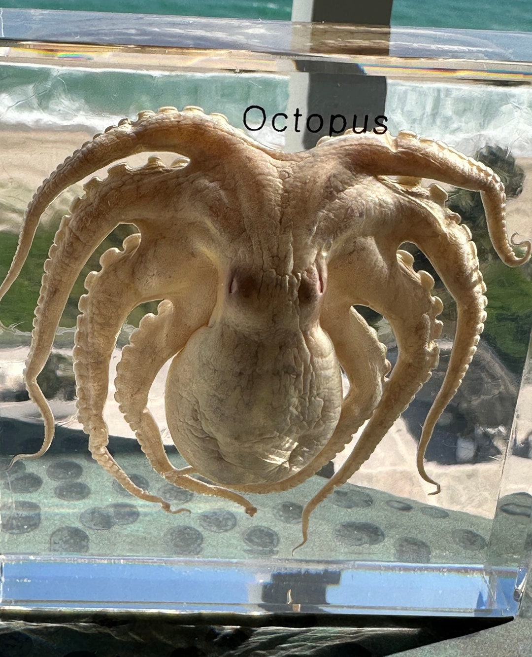 Real Octopus in Clear Lucite Resin 94mm Preserved Sea Marine Mollusc  Taxidermy Display Collection for Biology Science Education Paperweight 