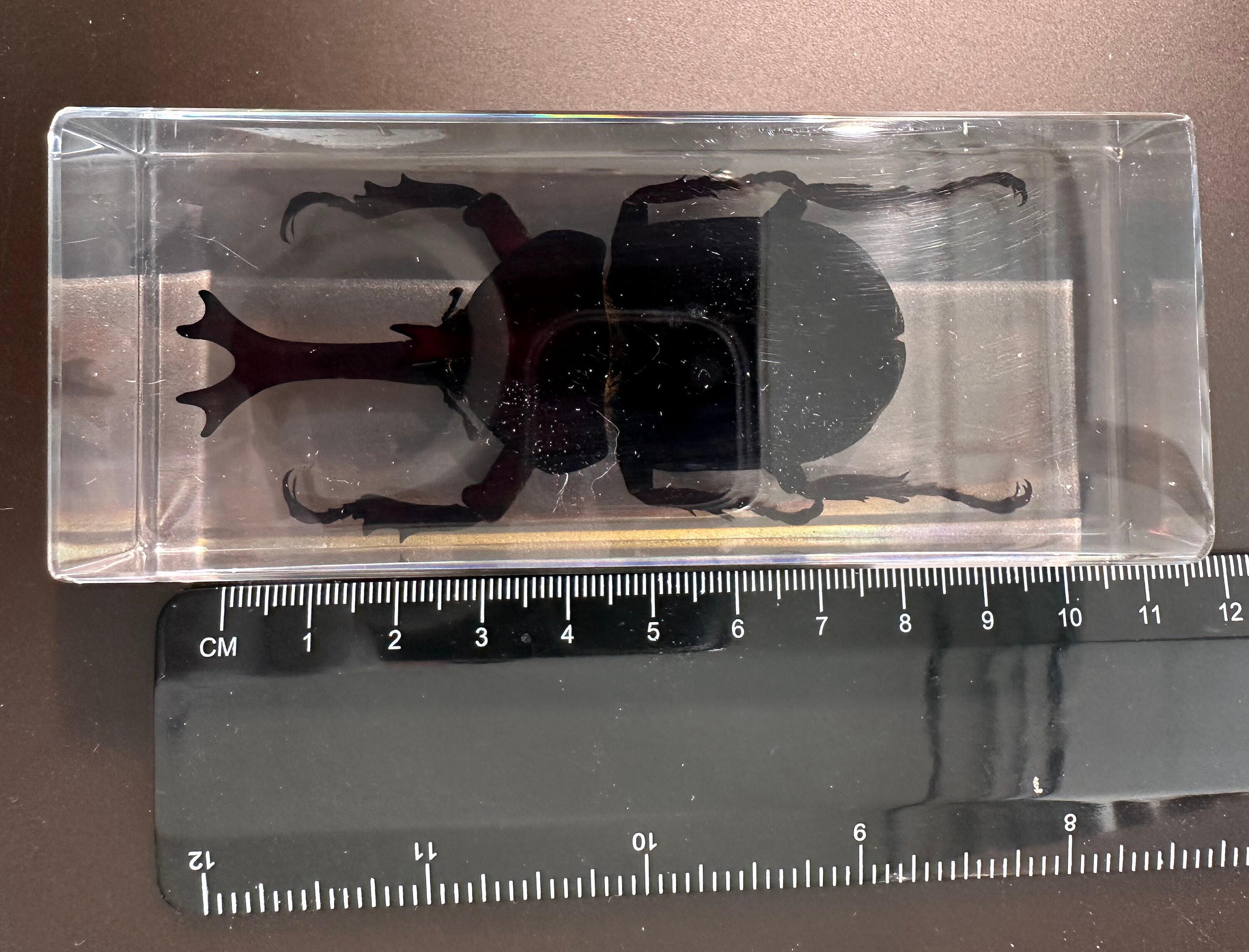 マレーシア産 5ホーンリノセロスビートル 標本 5 Horn Rhinoceros