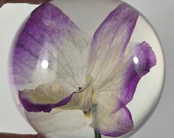 Vera orchidea viola Dendrobium, fiore del mese di ottobre, in resina di lucite trasparente, esemplare da 59 mm, fermacarte, regalo per anniversario, matrimonio o San Valentino.