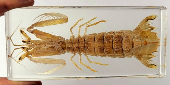 Real Mantis Shrimp in Clear Lucite Resin 140mm Preserved