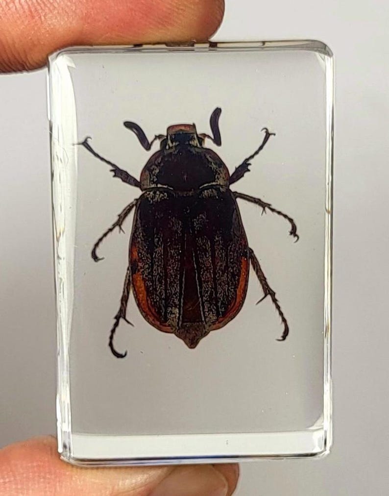 Real Cockchafer May June Beetle Bug in Clear Lucite Resin 44mm ...